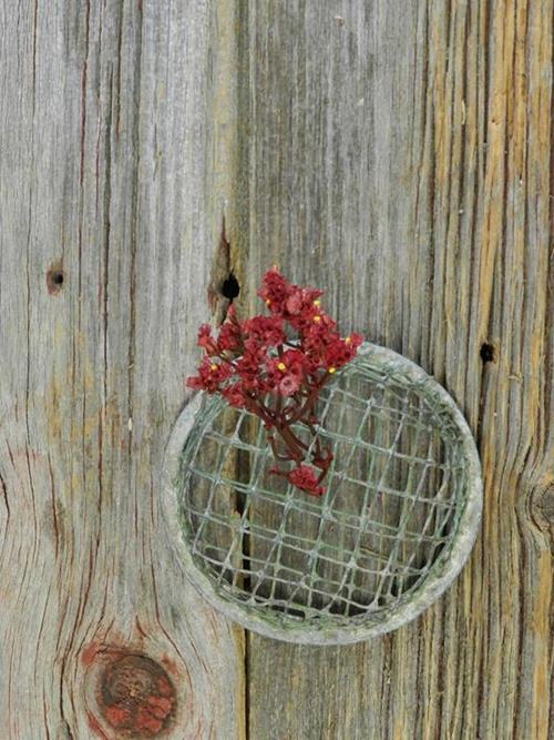 RED  TINTED LIMONIUM